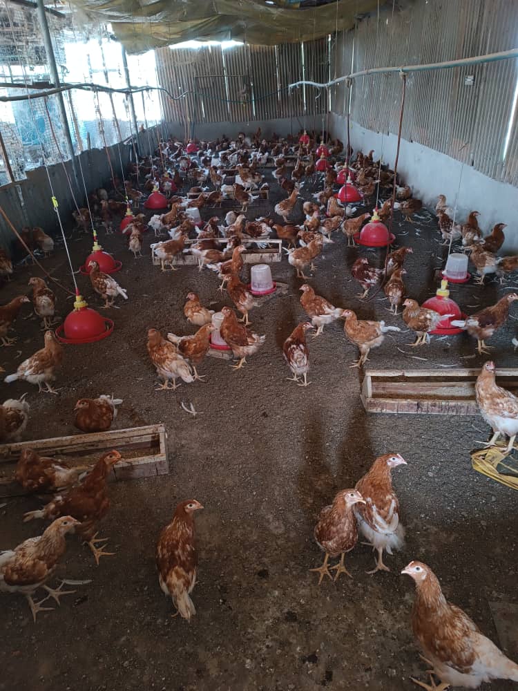 Lekusca Resources pullet farm, promoting deep litter system for layer birds